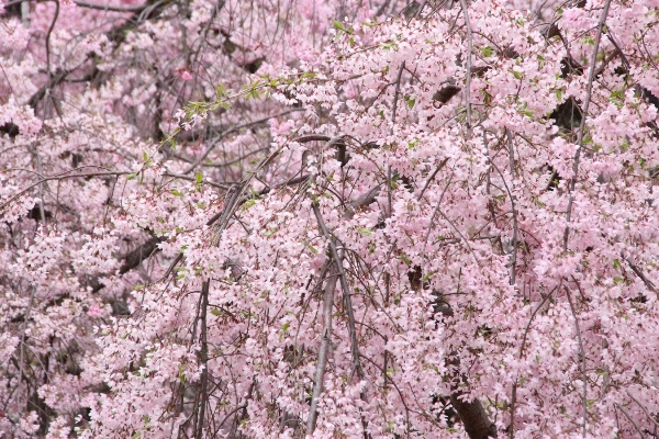 6473-15.4.7一重紅枝垂れ桜　外側上部アップ.jpg